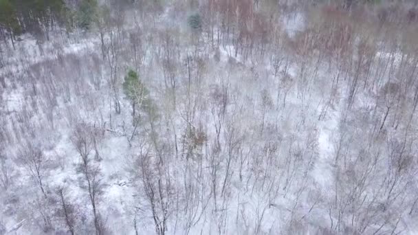 Vista dall'alto verso la foresta invernale coperta di neve — Video Stock
