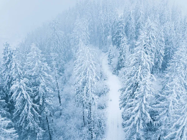 Політ над сніжною бурею в сніжному гірському хвойному лісі, unc — стокове фото
