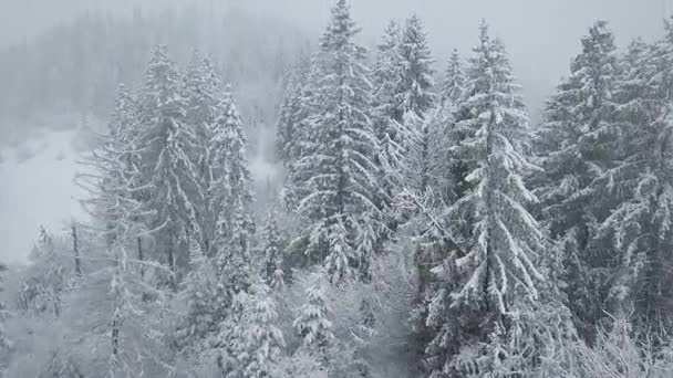 Vuelo sobre tormenta de nieve en un bosque de coníferas de montaña nevada, incómodo clima invernal hostil . — Vídeos de Stock