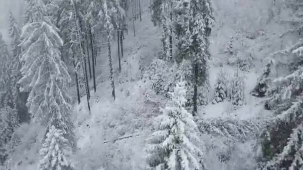 Voo sobre a tempestade de neve em uma floresta de coníferas de montanha nevada, tempo de inverno desconfortável e hostil . — Vídeo de Stock