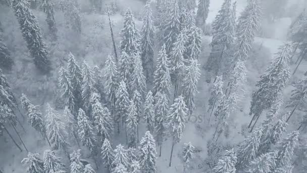 Flug über Schneesturm in einem verschneiten Nadelwald, ungemütliches, unfreundliches Winterwetter. — Stockvideo