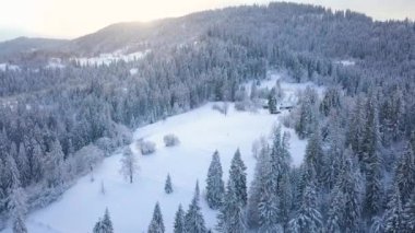 Gün batımında karlı dağ iğne yapraklı orman üzerinde uçuş. Açık güneşli soğuk hava