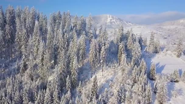 Vlucht over de besneeuwde berg naaldhout bos. Heldere zonnige frosty — Stockvideo