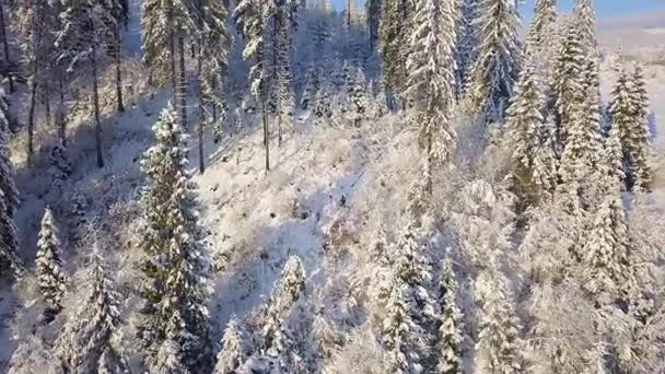 눈 덮인 산 침 엽 수 숲에 비행입니다. 맑고 맑은 서리가 내린 날씨 — 비디오