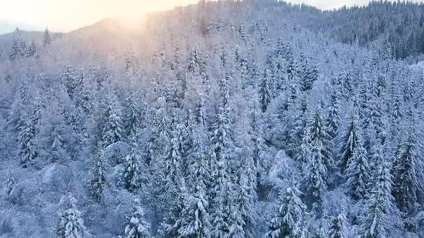 Voo sobre floresta de coníferas de montanha nevada ao pôr-do-sol. Tempo gelado ensolarado claro — Vídeo de Stock
