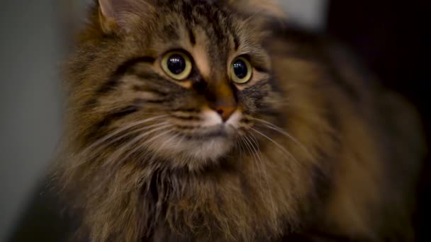 Lindo hocico de un gato doméstico tabby que mira en diferentes direcciones — Vídeo de stock