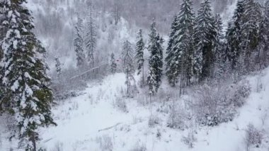 Kayak Merkezi - teleferik ve iğne yapraklı orman karla kaplı hava görünümünü. Karpatlar, Ukrayna