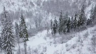 Kayak Merkezi - teleferik ve iğne yapraklı orman karla kaplı hava görünümünü. Karpatlar, Ukrayna