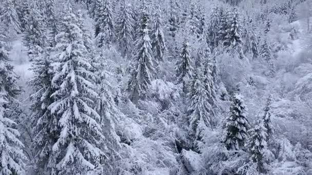 Voo sobre a floresta de coníferas de montanha nevada. Tempo gelado claro — Vídeo de Stock