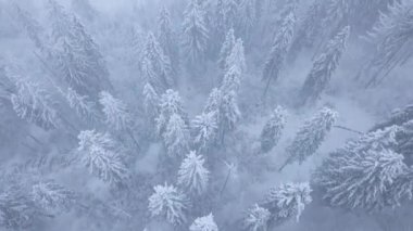 Karlı dağ iğne yapraklı orman, rahatsız düşmanca kış hava kar fırtınasında üzerinde uçuş.