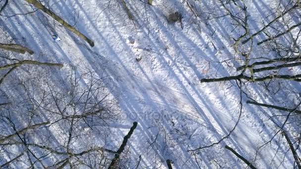 Widok z wysokości do kobiety w ciepłe ubrania spacery wzdłuż ścieżki wśród piękny zimowy krajobraz pokryte śniegiem. Słonecznie Pogoda mroźny. — Wideo stockowe
