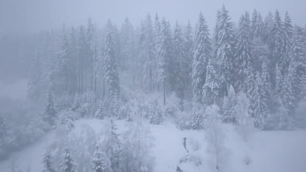 Vuelo sobre tormenta de nieve en un bosque de coníferas de montaña nevada, incómodo clima invernal hostil . — Vídeos de Stock