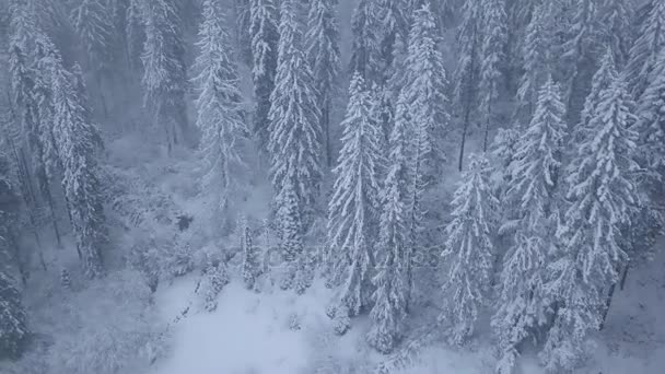 Vuelo sobre tormenta de nieve en un bosque de coníferas de montaña nevada, incómodo clima invernal hostil . — Vídeo de stock