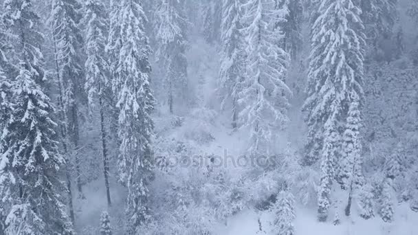 Flug über Schneesturm in einem verschneiten Nadelwald, ungemütliches, unfreundliches Winterwetter. — Stockvideo