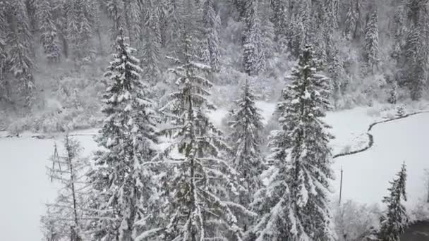 Πτήση πάνω από το χιονισμένο βουνό κωνοφόρων δασών. Σαφή ψυχρός καιρός — Αρχείο Βίντεο