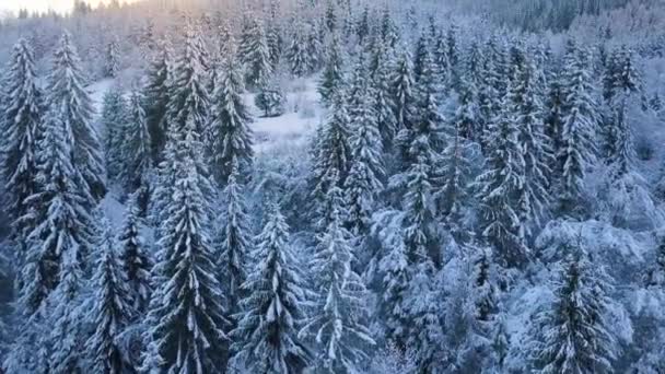 Voo sobre floresta de coníferas de montanha nevada ao pôr-do-sol. Tempo gelado ensolarado claro — Vídeo de Stock