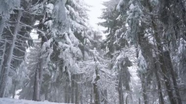 Karlı dağ iğne yapraklı orman, rahatsız düşmanca kış hava kar fırtınasında.