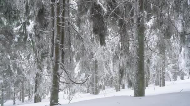 Schneesturm in einem verschneiten Nadelwald, ungemütliches, unfreundliches Winterwetter. — Stockvideo