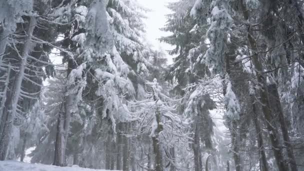 Tempestade de neve em uma floresta de coníferas de montanha nevada, tempo de inverno hostil desconfortável . — Vídeo de Stock