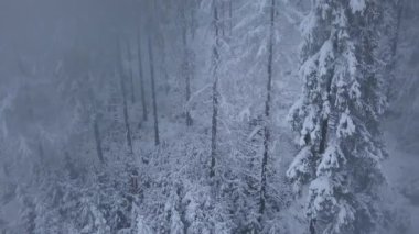 Karlı dağ iğne yapraklı orman, rahatsız düşmanca kış hava kar fırtınasında üzerinde uçuş.