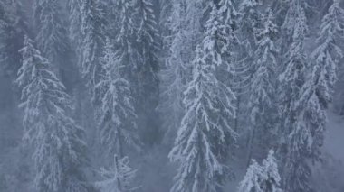Karlı dağ iğne yapraklı orman, rahatsız düşmanca kış hava kar fırtınasında üzerinde uçuş.