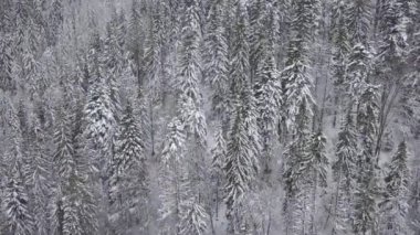 Karlı dağ iğne yapraklı orman üzerinde uçuş. Bulutlu soğuk hava