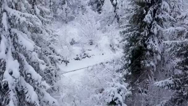Volo sopra foresta di conifere di montagna nevosa. Tempo gelido chiaro — Video Stock