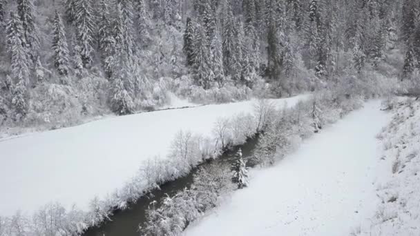 Αεροφωτογραφία του χειμώνα ορεινό ποτάμι που περιβάλλεται από δέντρα και όχθες του καλυμμένα με χιόνι — Αρχείο Βίντεο