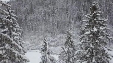 Karlı dağ iğne yapraklı orman üzerinde uçuş. Bulutlu soğuk hava