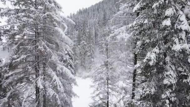 Vuelo sobre bosques nevados de coníferas de montaña. Clima helado nublado — Vídeos de Stock