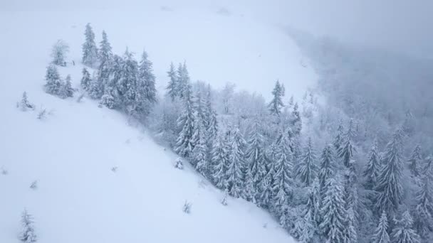 Flug über Schneesturm in einem verschneiten Nadelwald, ungemütliches, unfreundliches Winterwetter. — Stockvideo