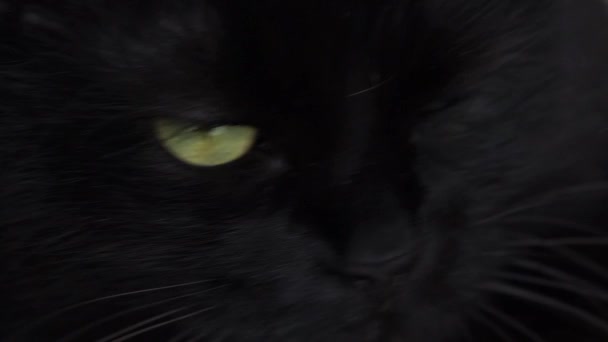 Cute muzzle of a black cat — Stock Video
