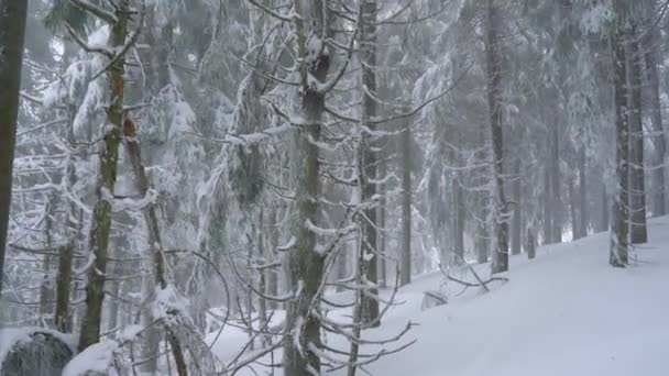 Tempestade de neve em uma floresta de coníferas de montanha nevada, tempo de inverno hostil desconfortável . — Vídeo de Stock