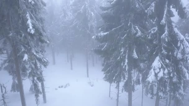 Volo sopra tempesta di neve in una foresta di conifere di montagna innevata, tempo invernale ostile scomodo . — Video Stock