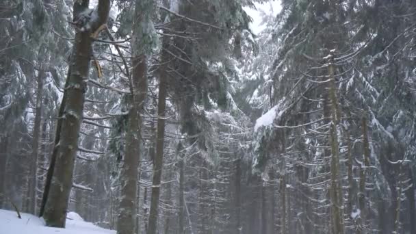 Tempesta di neve in una foresta di conifere di montagna innevata, spiacevole clima invernale ostile . — Video Stock