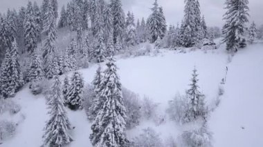 farklı hızlarda 3 in 1 video. Karlı dağ iğne yapraklı orman üzerinde uçuş. Açık soğuk hava
