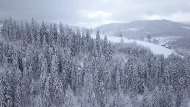 눈 덮인 산 침 엽 수 숲에 비행입니다. 맑은 서리가 내린 날씨 — 비디오