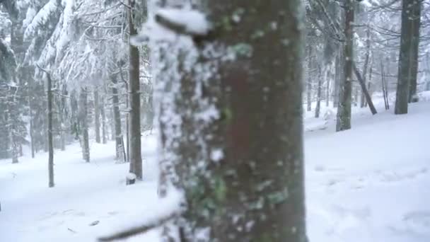 孤独的旅游女孩走在一个冬天积雪覆盖的针叶林在山上。严寒天气 — 图库视频影像