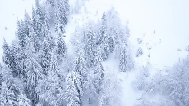 Vlucht over de besneeuwde berg naaldhout bos. Duidelijk frosty weer — Stockvideo