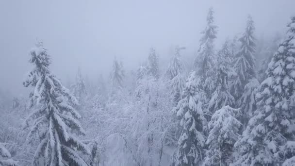 雪の山の針葉樹林、不快な無愛想な冬の天候で吹雪以上フライト. — ストック動画