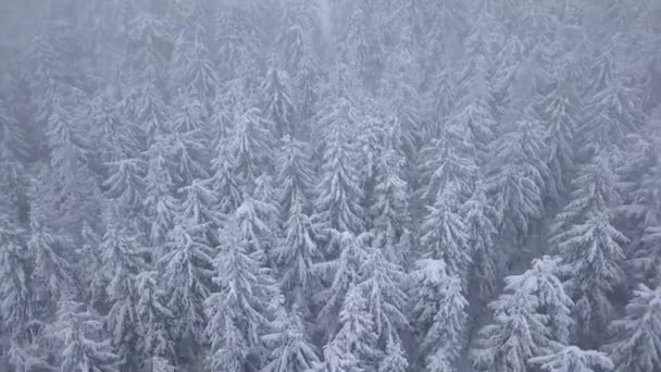 Πτήση πάνω από την χιονοθύελλα σε ένα χιονισμένο βουνό κωνοφόρων δάσος, άβολες εχθρικό χειμερινές καιρικές συνθήκες. — Αρχείο Βίντεο
