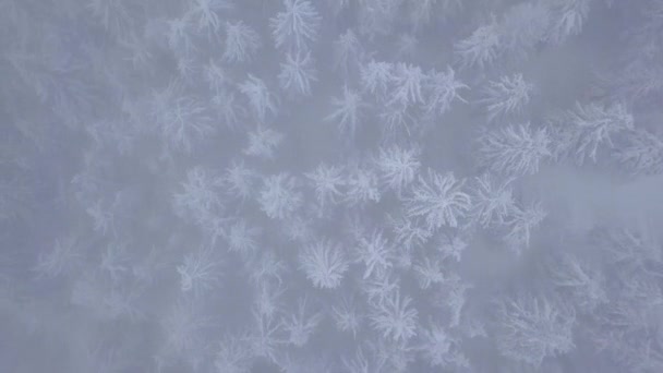 Karlı dağ iğne yapraklı orman, rahatsız düşmanca kış hava kar fırtınasında üzerinde uçuş. — Stok video