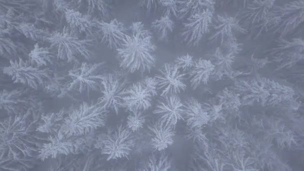 Let nad sněhová bouře v zasněžené horské jehličnaté lesy, nepříjemné nepřátelské zimní počasí. — Stock video