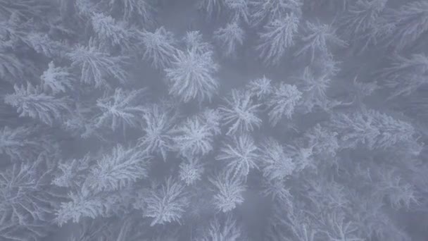 Vuelo sobre tormenta de nieve en un bosque de coníferas de montaña nevada, incómodo clima invernal hostil . — Vídeos de Stock