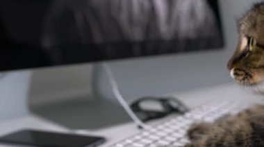Sevimli tekir kedi üstünde a bilgisayar klavye metin yazma