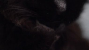 Kendini yıkar siyah bir kedi şirin namlu yakın çekim