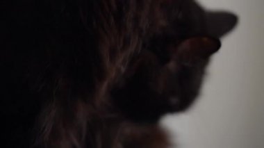Kendini yıkar siyah bir kedi şirin namlu yakın çekim