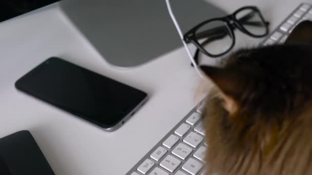 Schattig Cyperse kat is tekst typen op een toetsenbord van de computer — Stockvideo