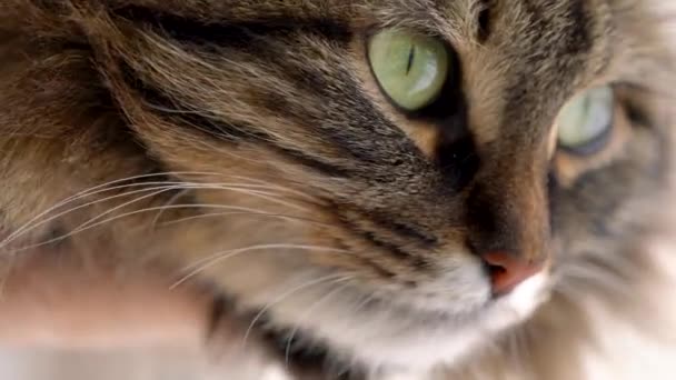 Lindo hocico de un gato tabby esponjoso — Vídeo de stock