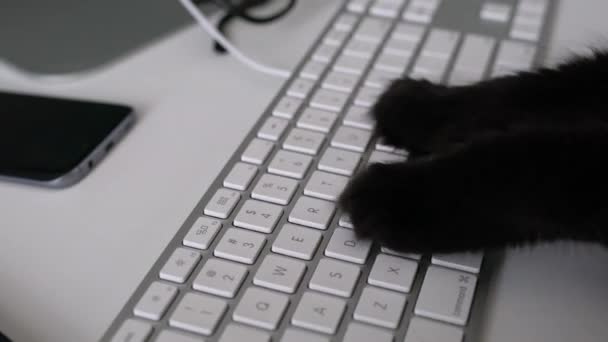 Black cat is typing text on a computer keyboard — Stock Video